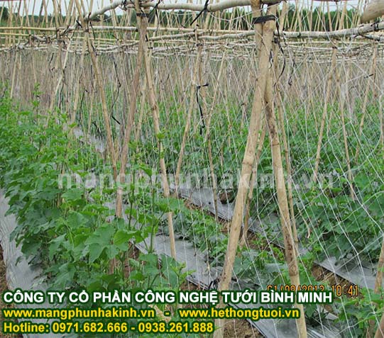 Lưới cước giàn leo, lưới làm giàn cho bầu bí, lưới  cước giàn leo trong nông nghiệp