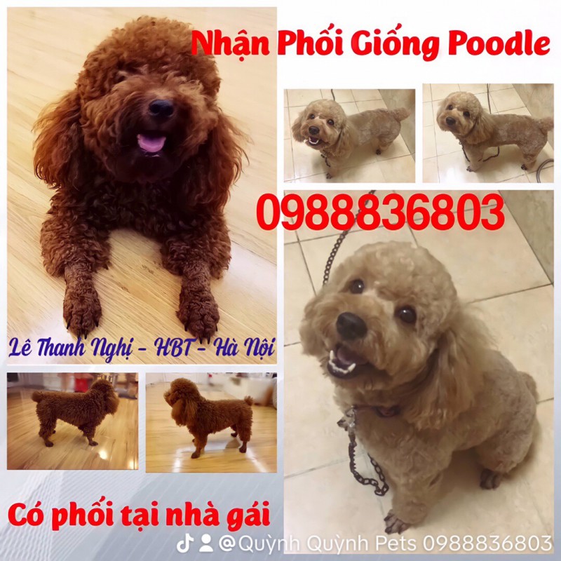 Chuyên phối giống Poodle Thuần Chủng. 0988836803