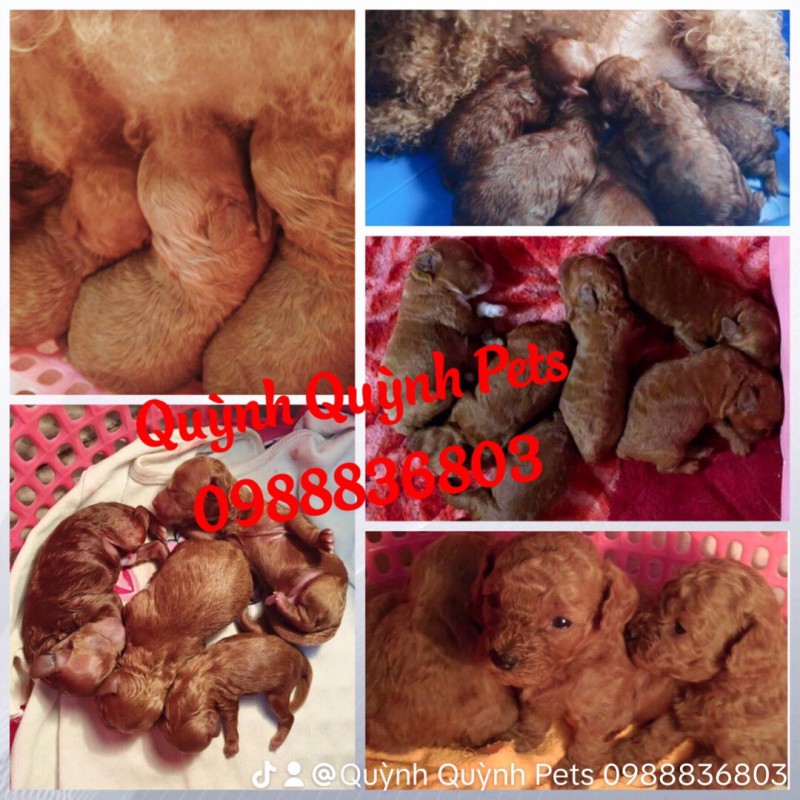 Chuyên phối giống Poodle Thuần Chủng. 0988836803