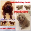 Chuyên phối giống Poodle Thuần Chủng. 0988836803