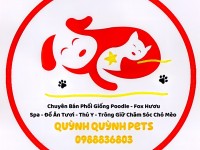 Chuyên phối giống Poodle Thuần Chủng. 0988836803