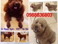 Chuyên phối giống Poodle Thuần Chủng. 0988836803