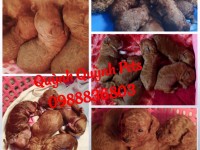 Chuyên phối giống Poodle Thuần Chủng. 0988836803