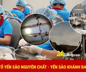 Bán tổ yến sào nguyên chất giá rẻ