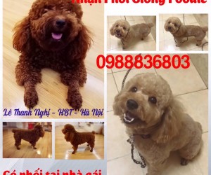 Chuyên phối giống Poodle Thuần Chủng. 0988836803